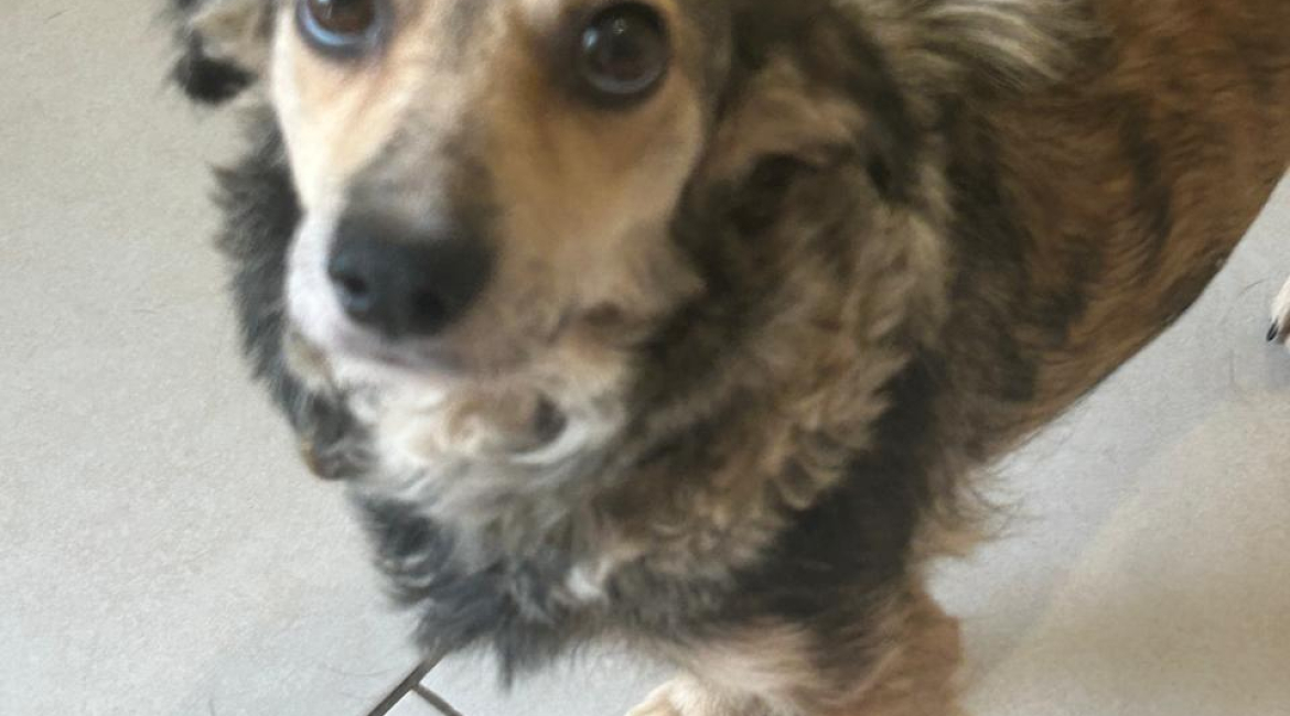 Chiens à adopter